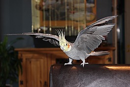 鳥,動(dòng)物,動(dòng)物世界