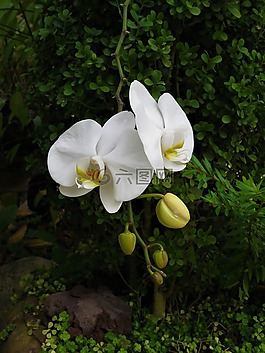 蘭花,熱帶花園,潔白的花朵