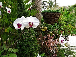 蘭花,潔白的花朵,熱帶花卉