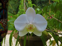 蘭花,潔白的花朵,熱帶花卉