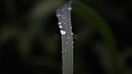 irisl,水滴,aliciapcd