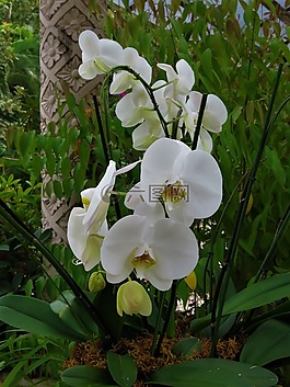 白蘭花,花,熱帶花園