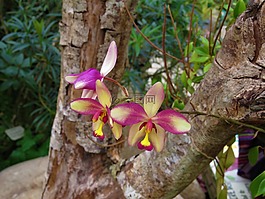 蘭花,花,花園