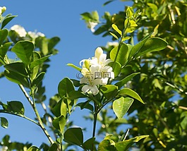 橙花,基韋斯特,佛羅里達(dá)