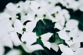 白,花瓣,花