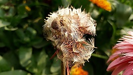 自然,花,植物區(qū)系