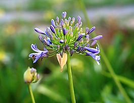 agapanthus,花,盛開(kāi)