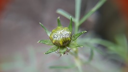 自然,植物區(qū)系,葉