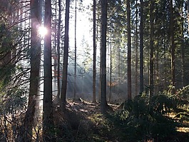 森林,太陽,山