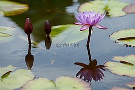 鮮花,水百合,自然