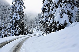 雪,白,樹