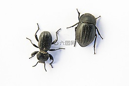 甲殼蟲,昆蟲,動物