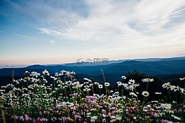 鮮花,原野,花園