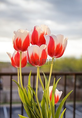 郁金香,鮮花,春