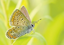 蝴蝶,昆蟲,bezkr?gowiec