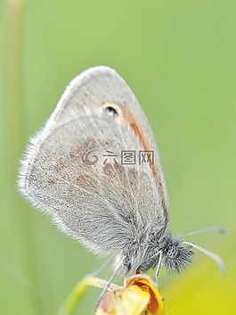 性質(zhì),昆蟲,蝴蝶