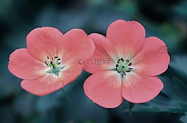 粉紅色,花,自然