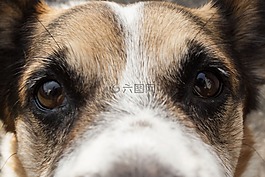 狗,青銅器,眼睛