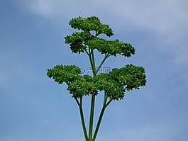 欧芹,绿色,调味品