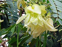 老撾,含羞草,黃色的花