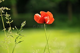 罌粟,花,花瓣