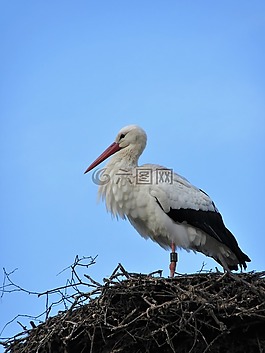 鸛,鳥,鳥巢