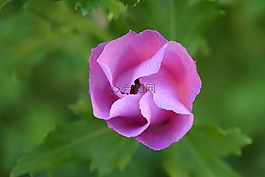 芙蓉,開花,花