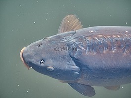 魚,池塘,水