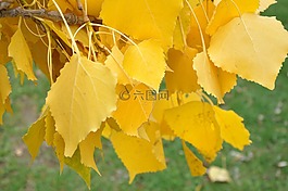 樺木,黃色,樹(shù)