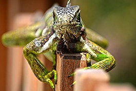 野生动物,动物界,reptilia