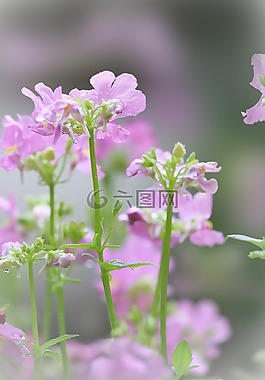 粉紅色,自然,春