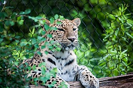 大貓,動物園,動物