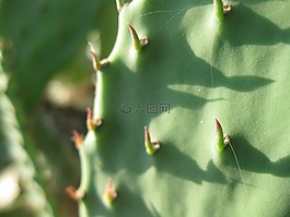 仙人掌,绿色,沙漠