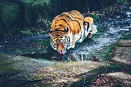 虎,動物,野生動物