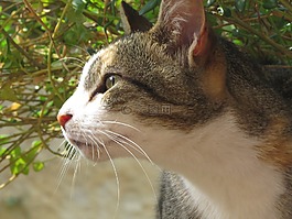 動物,貓,貓的眼睛