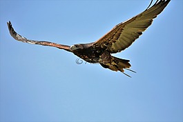 灰鷹鷲,鷹,鳥