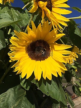 太陽(yáng)花,赫梅爾,花