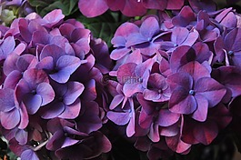 繡球花,植物,紫