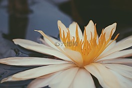 花卉,黃色,廠