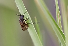 甲蟲,昆蟲,性質(zhì)