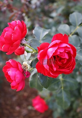 紅色,玫瑰,鮮花