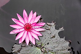 蓮花,蓮花顏色,粉紅色