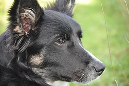 狗,肖像,邊境牧羊犬