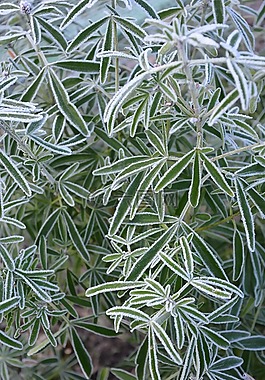 植物,凝膠,冬天