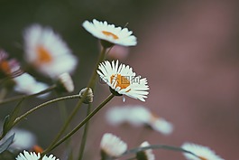 花卉,自然,新鮮