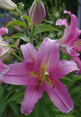 百合,花,綠色