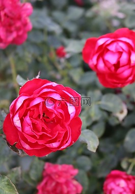 紅色,玫瑰,鮮花