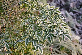 植物,竹,冬天