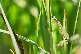 蜻蜓,blatte,關(guān)閉