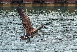 鵝,野生動物攝影,加拿大鵝
